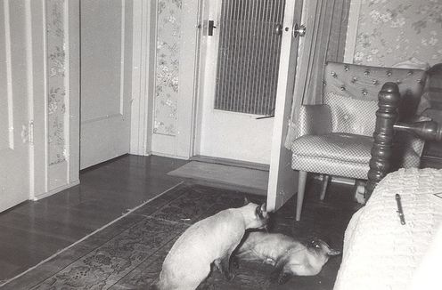 [vintage_cats_29[2].jpg]