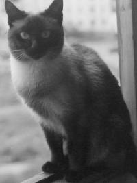 Vintage cat photos