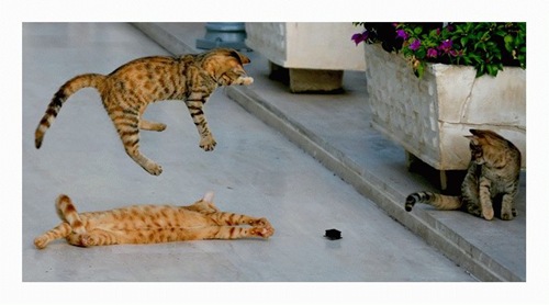 funny_kittens_11