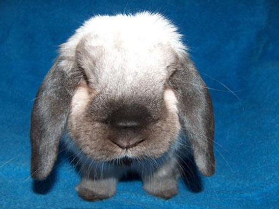 cute rabbit photo 6