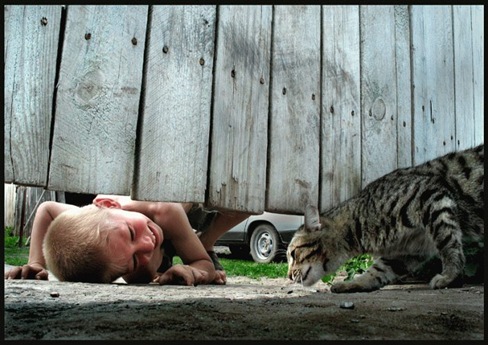 funny_kittens_03