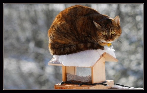 funny_kittens_10