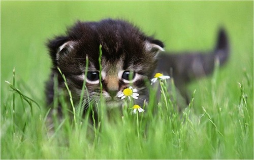 funny_kittens_06