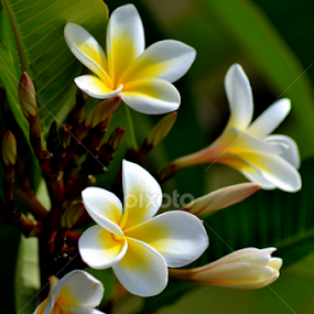 White Frangipani 10 by Mark Zouroudis - Flowers Flowers 2011-2013