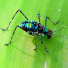 cricket or katydid