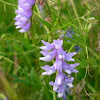 vetch of some kind?