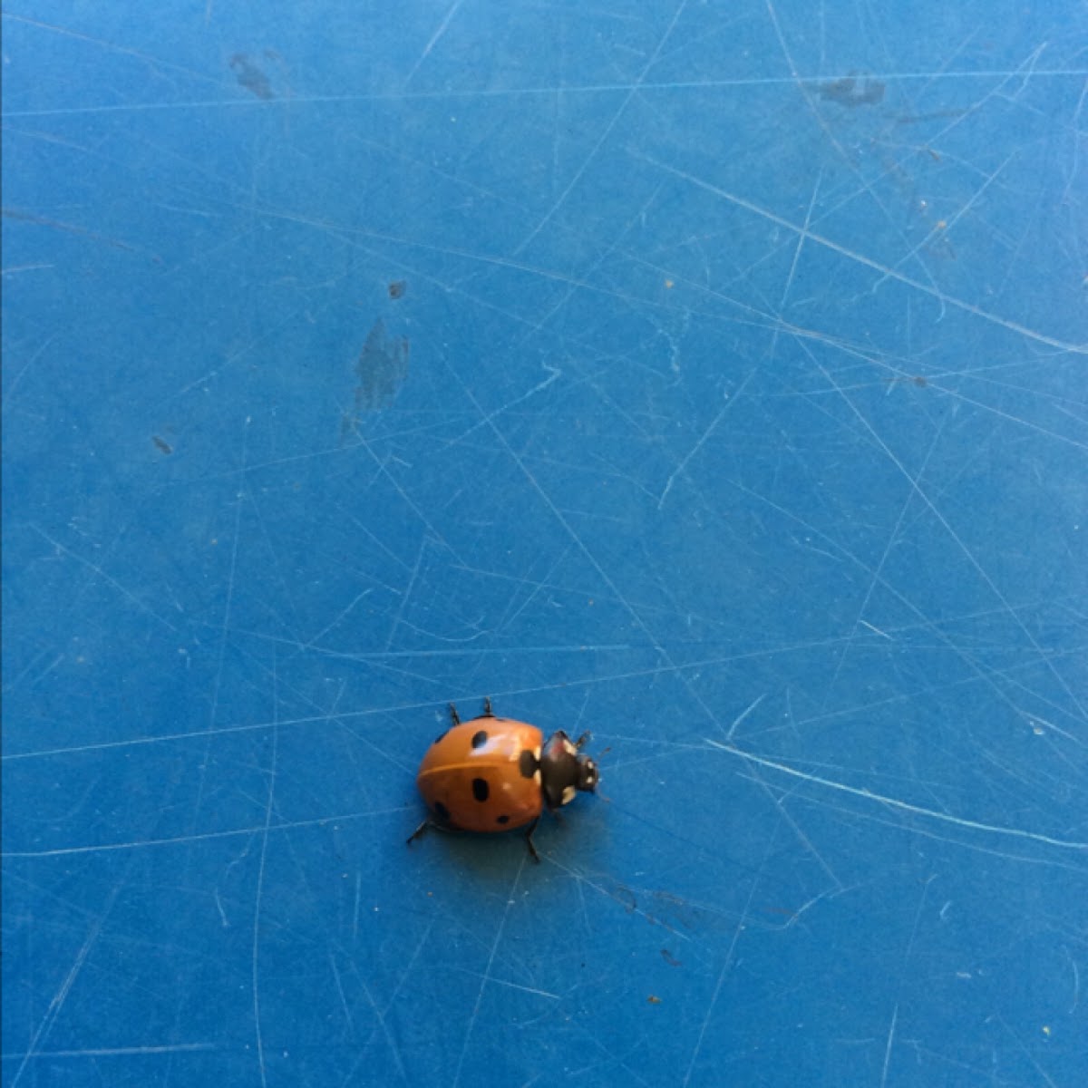 Seven Spotted Ladybird