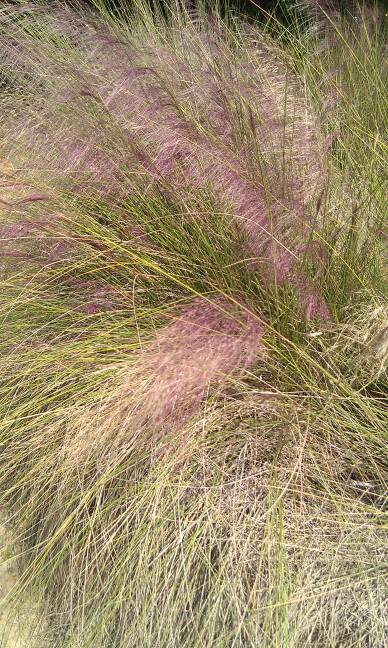 Muhly Grass