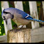 Blue Jay