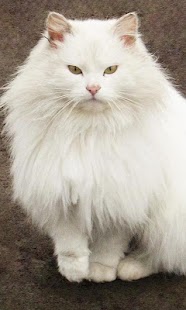 How to mod White Cats Wallpapers lastet apk for laptop