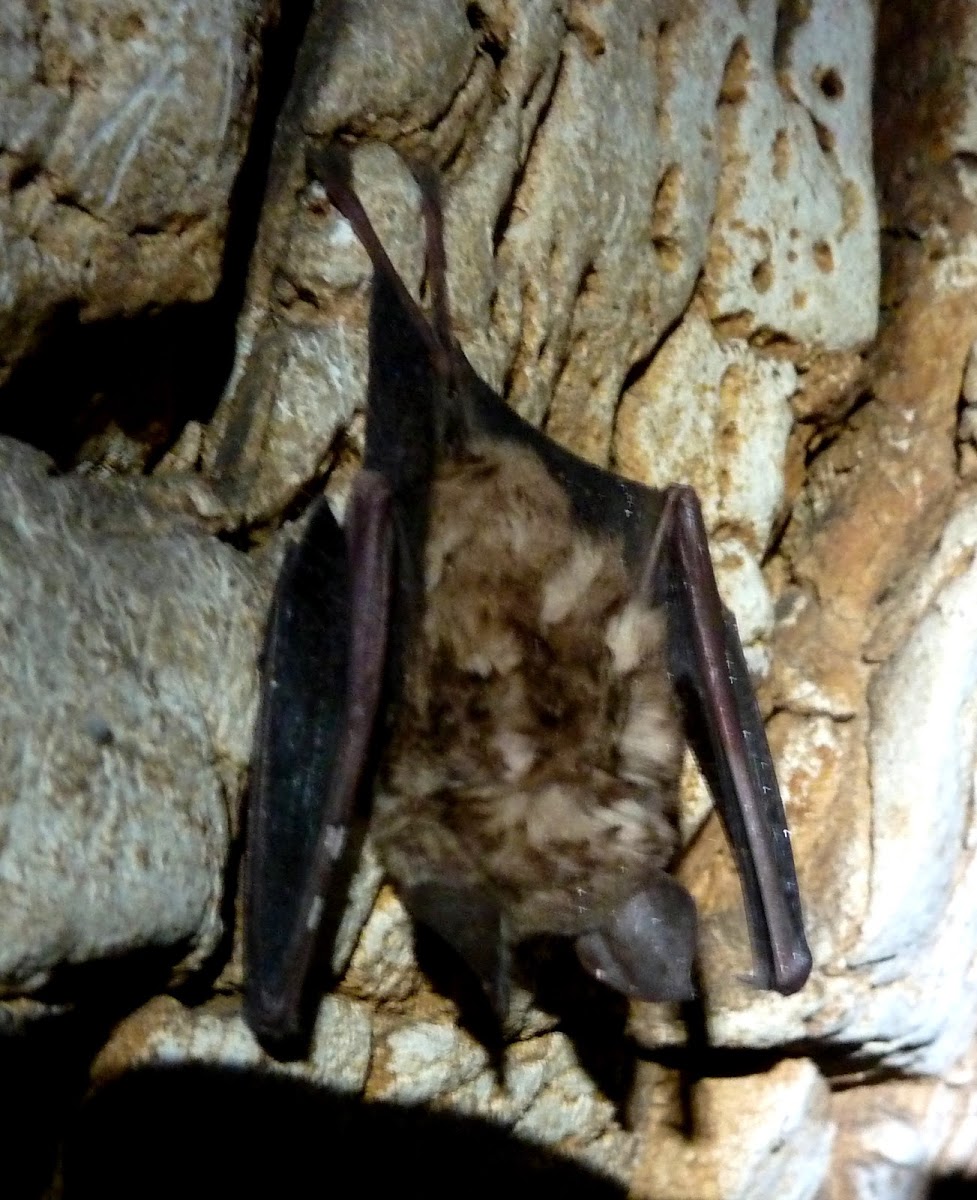 Greater Mouse-eared Bat / Veliki šišmiš
