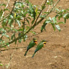cinnamon chested beeeater