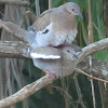 White-winged doves