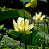 Native American Lotus