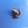 Northern Cricket Frog