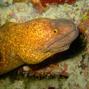 Yellow-Edged MorayEel 