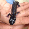 Northern Slimy Salamander