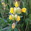 Yellow rattle