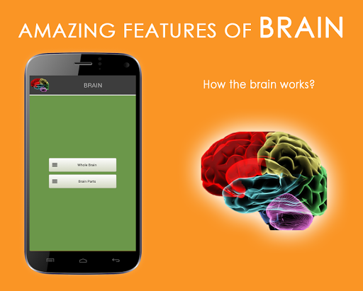 인간의 뇌 PARTS-기능