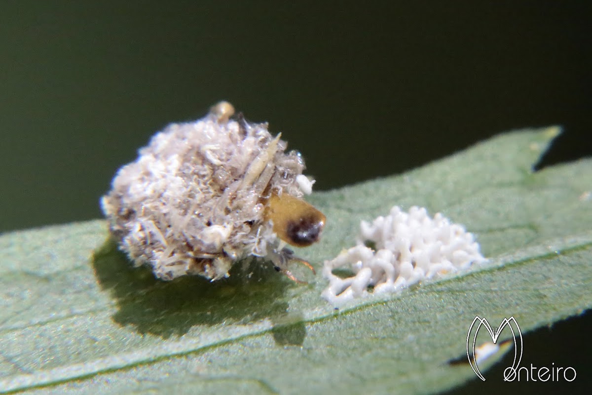 Lacewing larva eating treehopper eggs