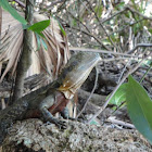 Eastern water dragon