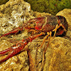 red swamp crayfish