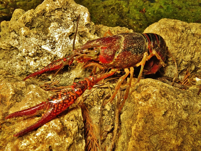 red swamp crayfish