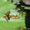 Coreid Bug Eggs & Nymphs