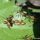 Coreid Bug Eggs & Nymphs