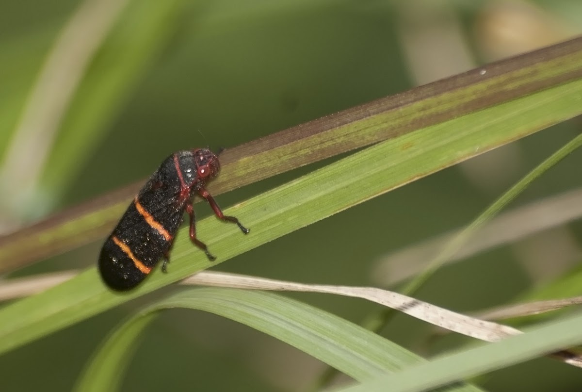 Two-lined Spittlebug