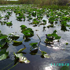 Purple Gallinule