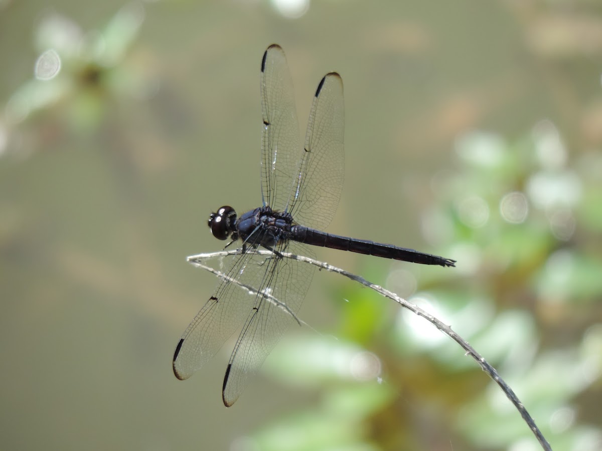 Slaty Skimmer Dragonfly (male)