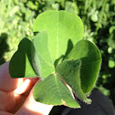 6-leaf clover
