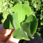 6-leaf clover