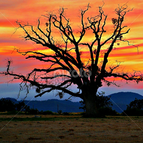 FireHaze Sunset by Sherri Woodbridge - Landscapes Sunsets & Sunrises