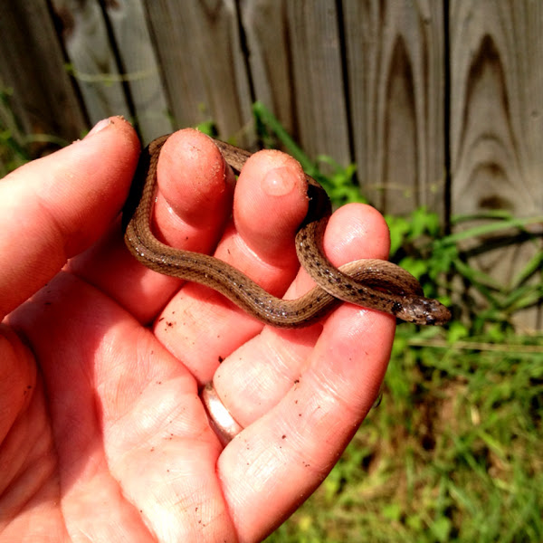 Texas Brown snake | Project Noah