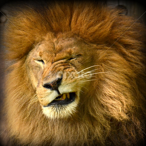 The Wink by Nick Cancilliere - Animals Lions, Tigers & Big Cats