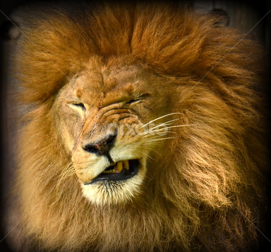 The Wink | Lions, Tigers & Big Cats | Animals | Pixoto