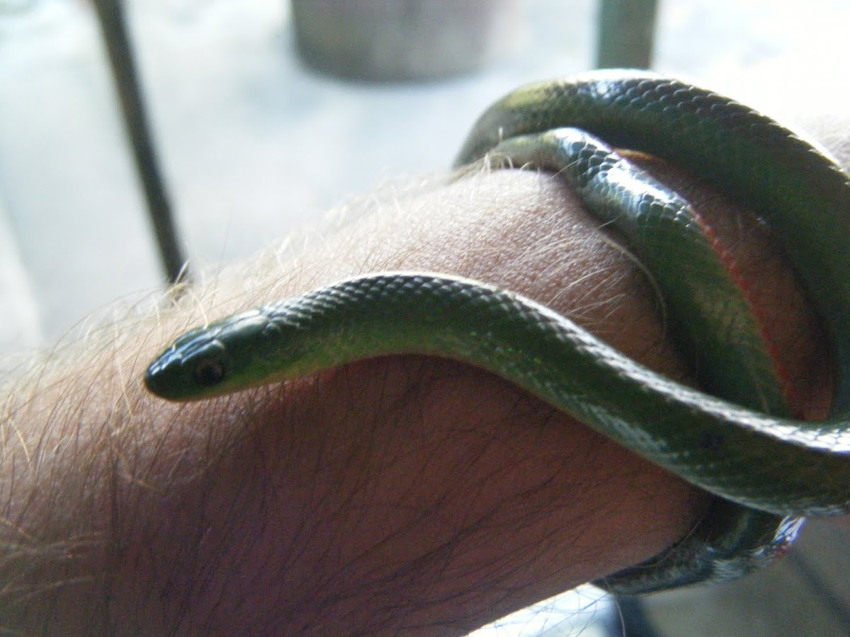 Culebra verde de vientre rojo - "jaeger's Ground snake"