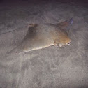 Cownose Ray