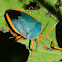Red-bordered Stink Bug