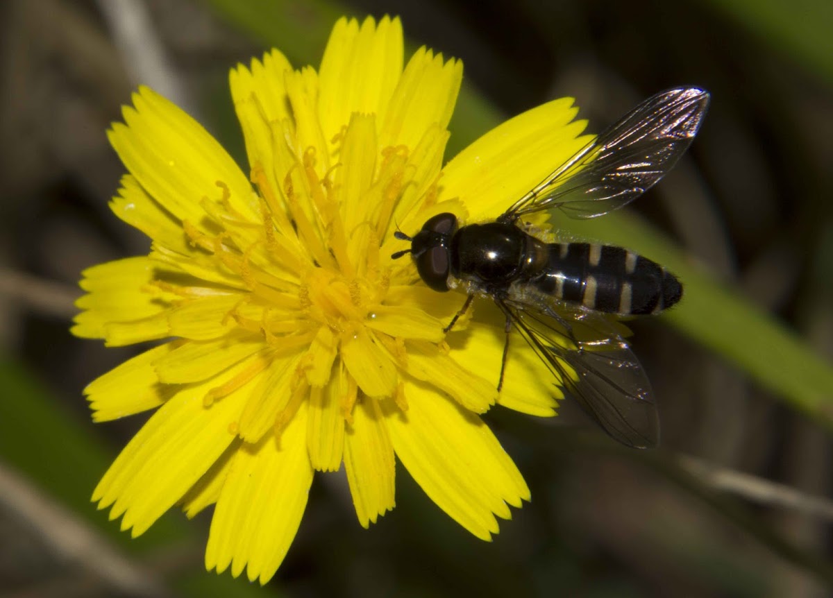 Large Predacious Hoverfly