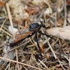 Robber fly