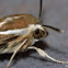 Striped Hawk Moth
