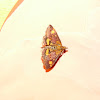 The mint moth