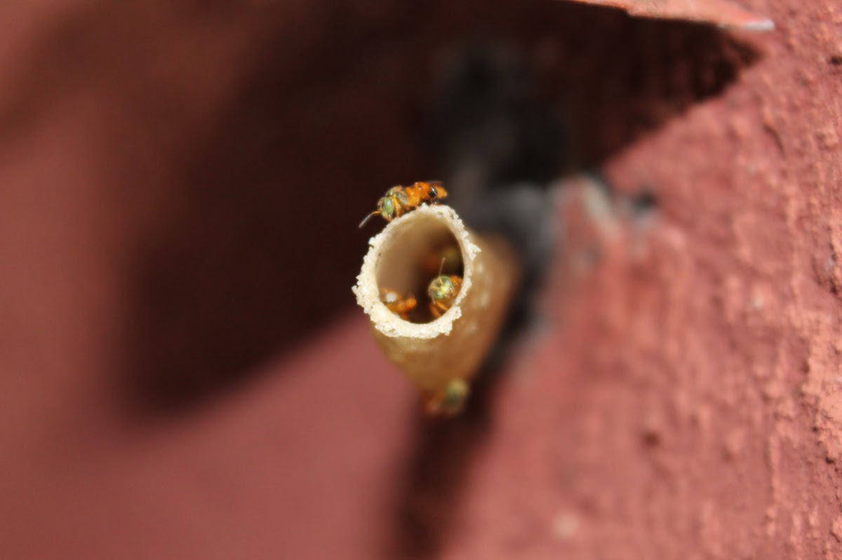 Angelita Stingless Bee