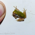 Cope's gray tree froglet