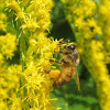 Western honey bee 