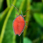 giant shield bug nymph