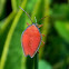 giant shield bug nymph